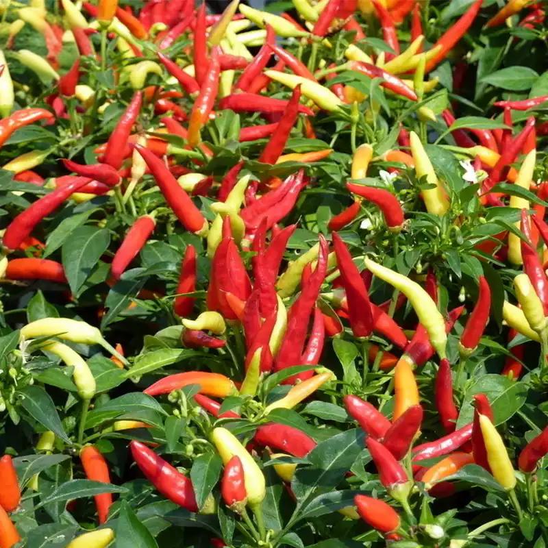 6e67ab0ff63e7938383e5950dcb34e06 Chilly Chili Ornamental Hybrid Pepper Seeds - Image 1