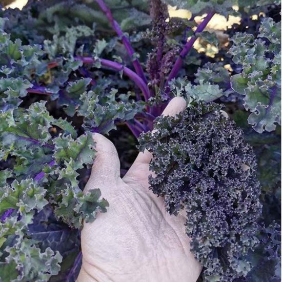 Redbor Hybrid Kale Seeds - Image 2