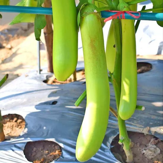 Summer Emerald (F1) Eggplant Seed - Image 2