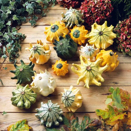 Gourd Complete Large & Small Mix Seeds - Image 2