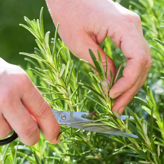 Rosemary Seeds - Image 2