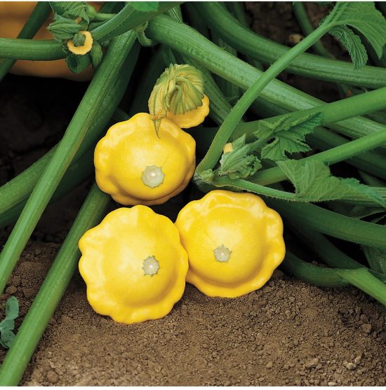 Sunburst Hybrid Squash Seeds - Image 5