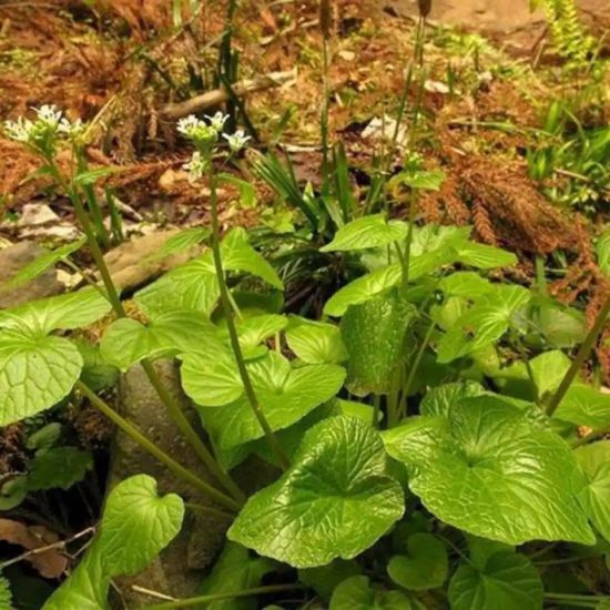 Eutrema Wasabi Seeds - Image 2