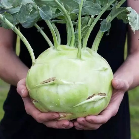 Konan Hybrid Kohlrabi Seeds - Image 2