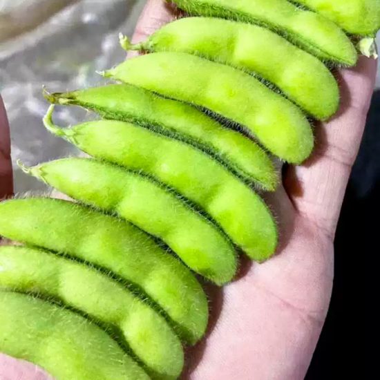 Chiba Green Organic Edamame Soybean Seeds - Image 2
