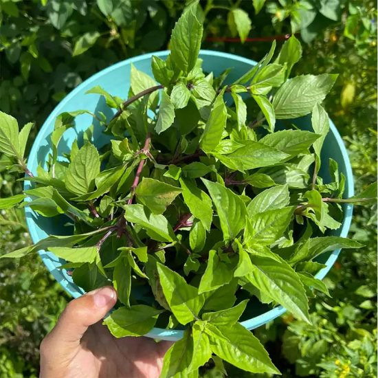 Siam Queen Thai Basil Seeds - Image 2