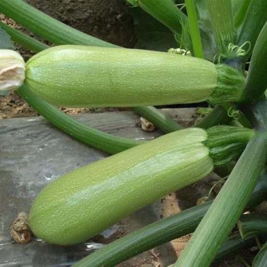 Magda Hybrid Squash Seeds - Image 2