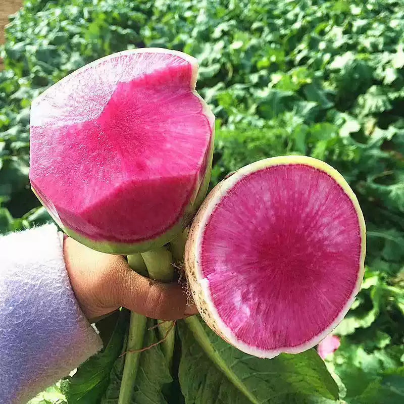 O1CN017e1A1o22I1DG96ekR__2560267096_jpg_q50_jpg Starburst Hybrid Radish Seeds - Image 1