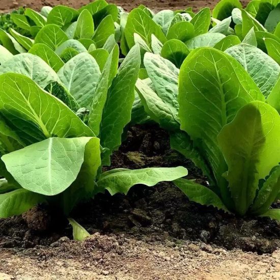 Teton Romaine Lettuce Seeds - Image 2