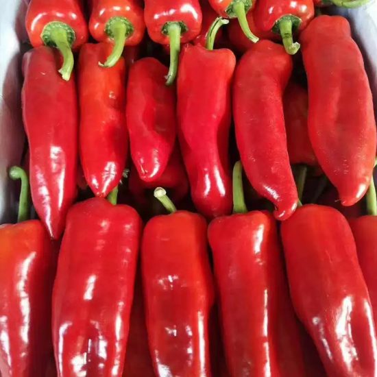Red Impact Hybrid Pepper Seeds - Image 3