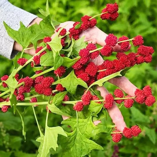Strawberry Spinach Seeds - Image 3