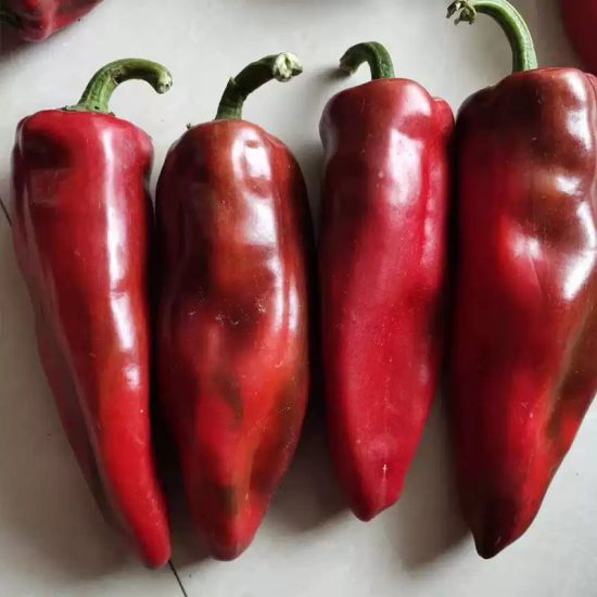 Red Impact Hybrid Pepper Seeds - Image 2