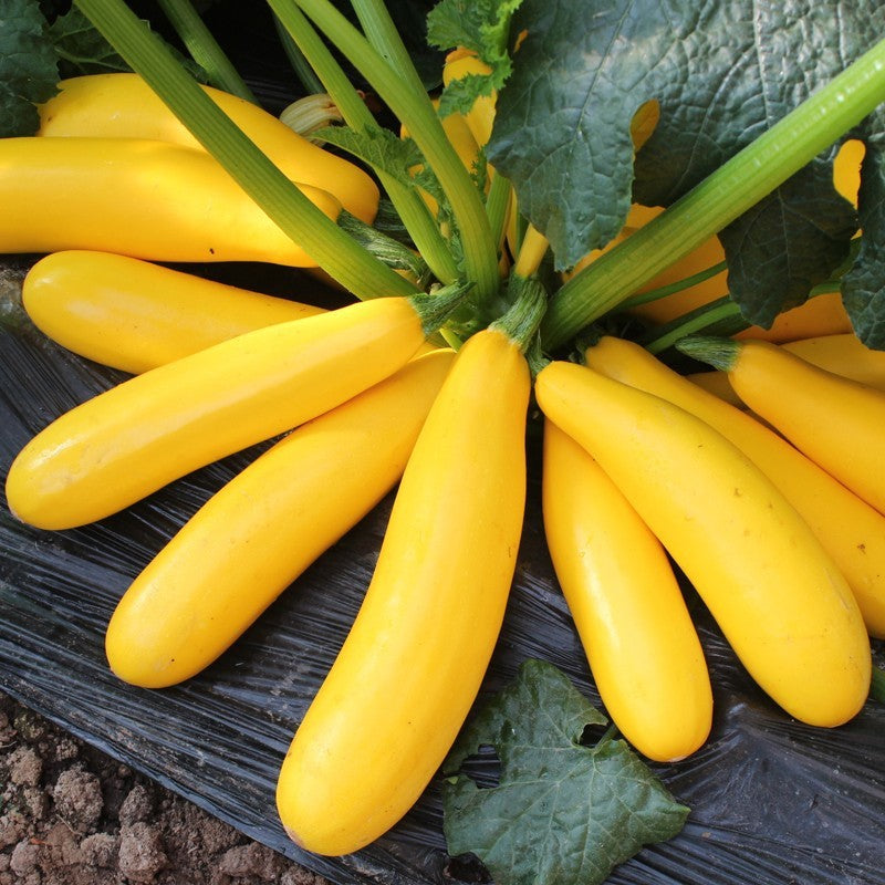 O1CN01A5hb3i26f9oeCCuoK__3998137688-0-cib Gold Rush Hybrid Squash Seeds - Image 1