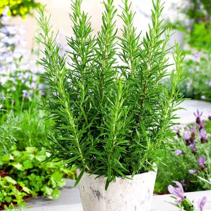 Rosemary Seeds