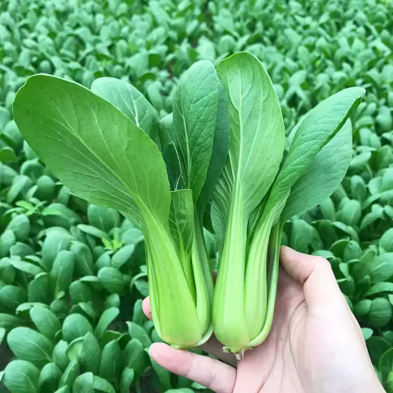 O1CN01Effr6e1fJdTyBaI6S__0-item_pic_jpg_q50_jpg Toy Choy Hybrid Pak Choi Seeds - Image 1