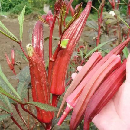 Carmine Splendor (F1) Okra Seed