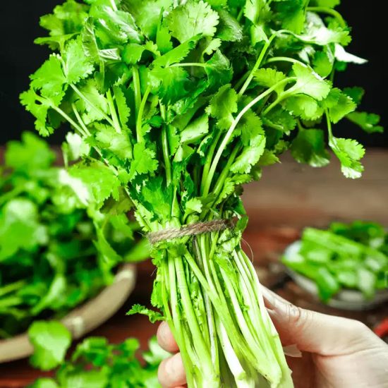 Longstanding Organic Cilantro Seeds - Image 2