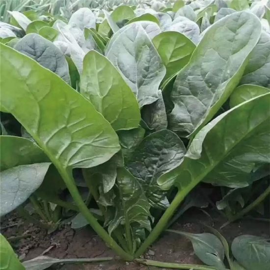 Space F1 Organic Spinach Seeds - Image 2