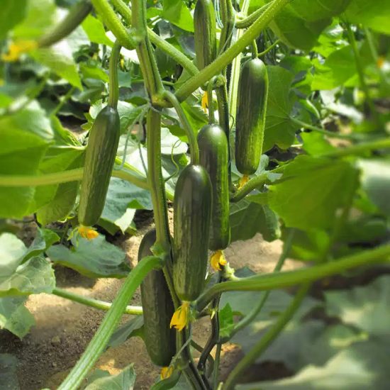 Mini-Me F1 Organic Cucumber Seeds - Image 2