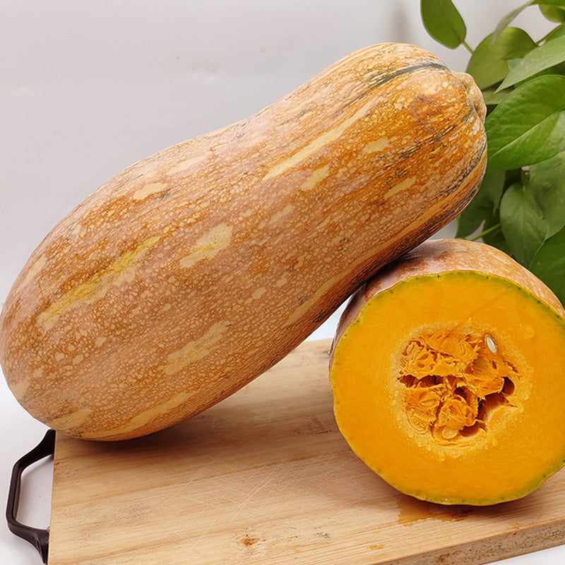 O1CN01HpTK0o2FHe7T30M38__2212316708855 Big Chief F1 Butternut Squash Seeds - Image 1