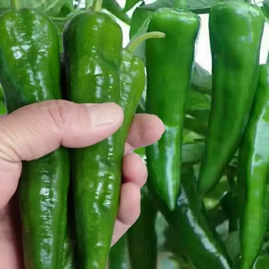 Whopper Jalapeño Pepper Seeds - Image 2