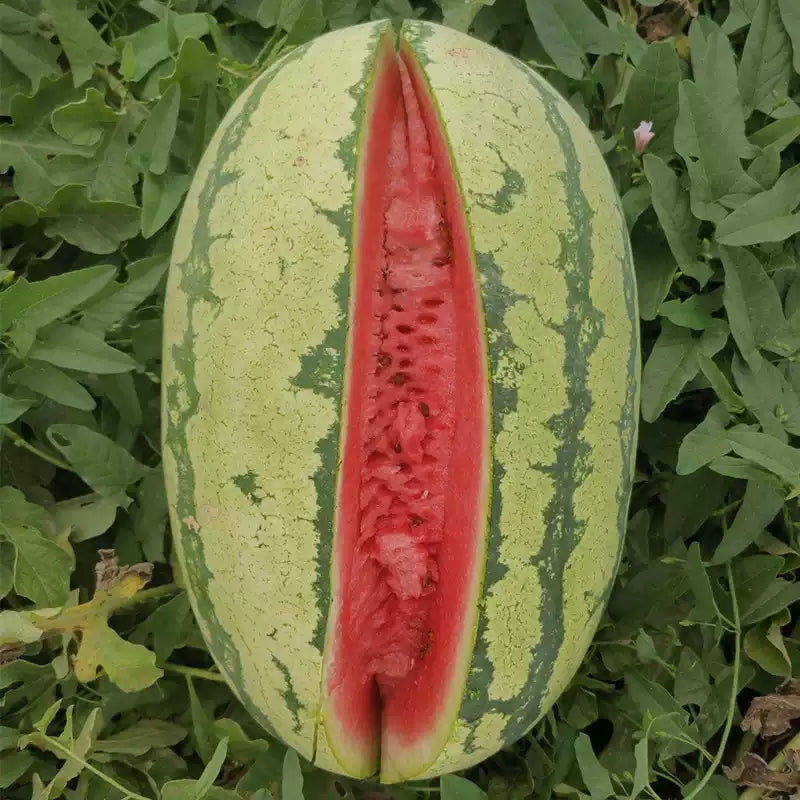 O1CN01LQpH1H1sdrxuCNf1M__2213260295790_jpg_q50_jpg Sweet Beauty Hybrid Watermelon Seeds - Image 1