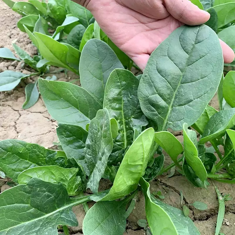 O1CN01LgWFLa1CykDqmkA6L__2208838310150_jpg_q50_jpg Space F1 Organic Spinach Seeds - Image 1