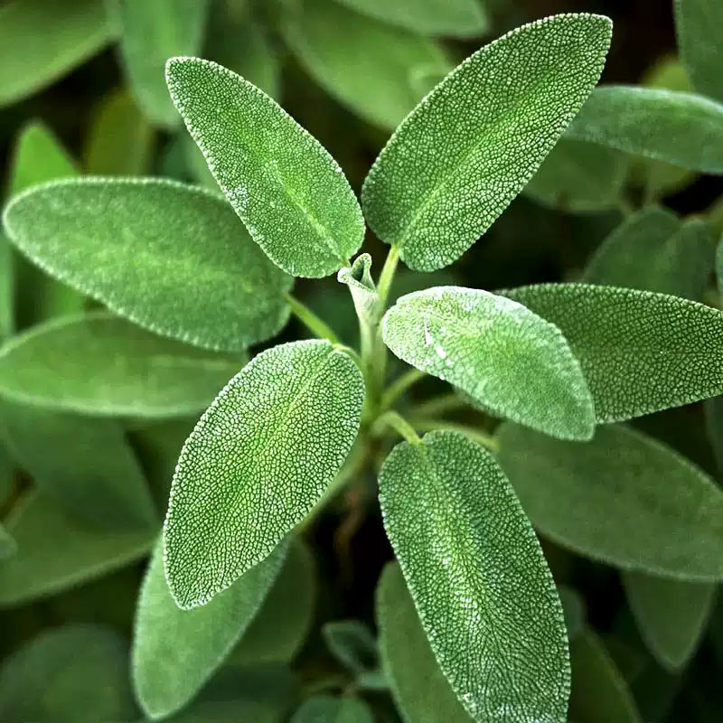 O1CN01Mjor7Z2Jkjli3tr6f__2213216199460_jpg_q50_jpg Organic Sage Seeds - Image 1