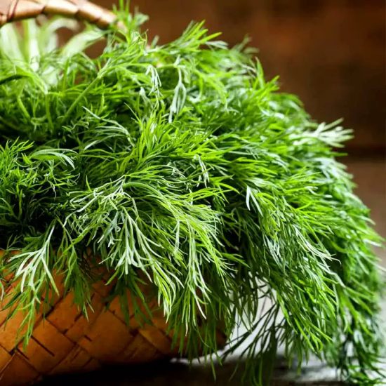 Fernleaf Dill Seeds - Image 2