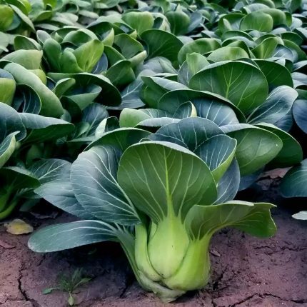 Joi Choi Hybrid Pak Choi Seeds