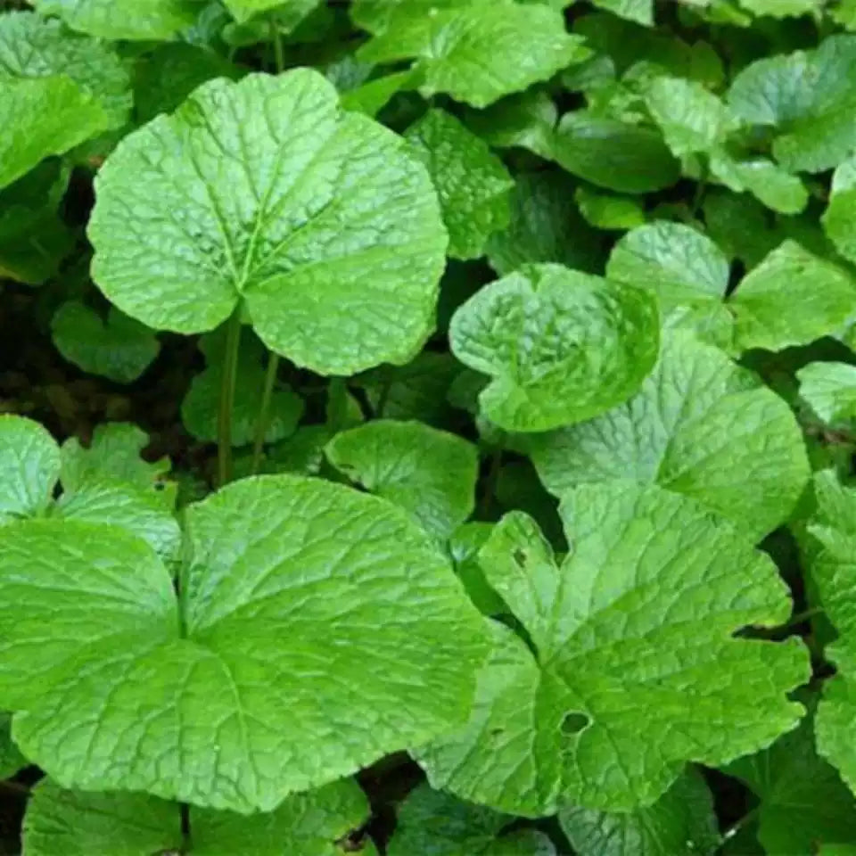 O1CN01NmQwtj1C0HuydJscn__711120018_jpg_q50_jpg Eutrema Wasabi Seeds - Image 1