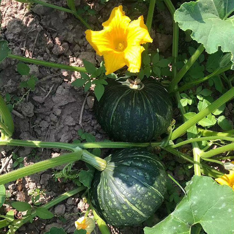 O1CN01OGjWII1vZhRUdoRNK__2213163016187 Sweet Jade Organic Kabocha Squash Seeds - Image 1