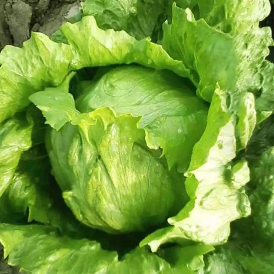 Crispino Organic Lettuce Seed - Image 2