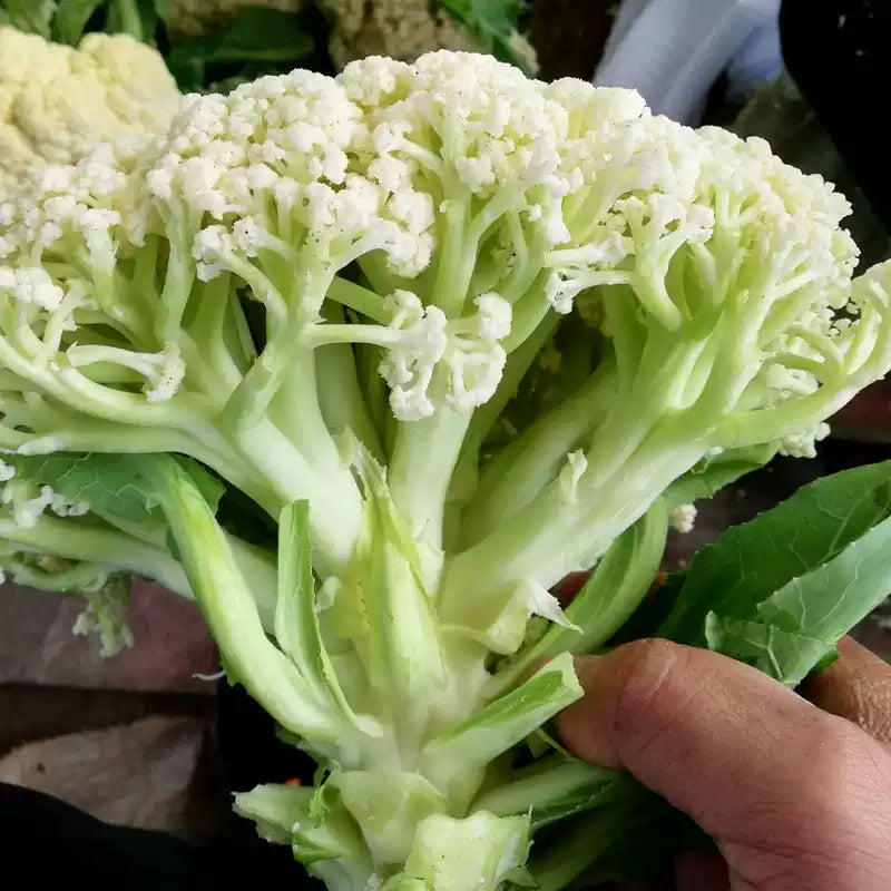 O1CN01PvMSMp25HyHDOkCBk__0-item_pic_jpg_q50_jpg Candid Charm Hybrid Cauliflower Seeds - Image 1