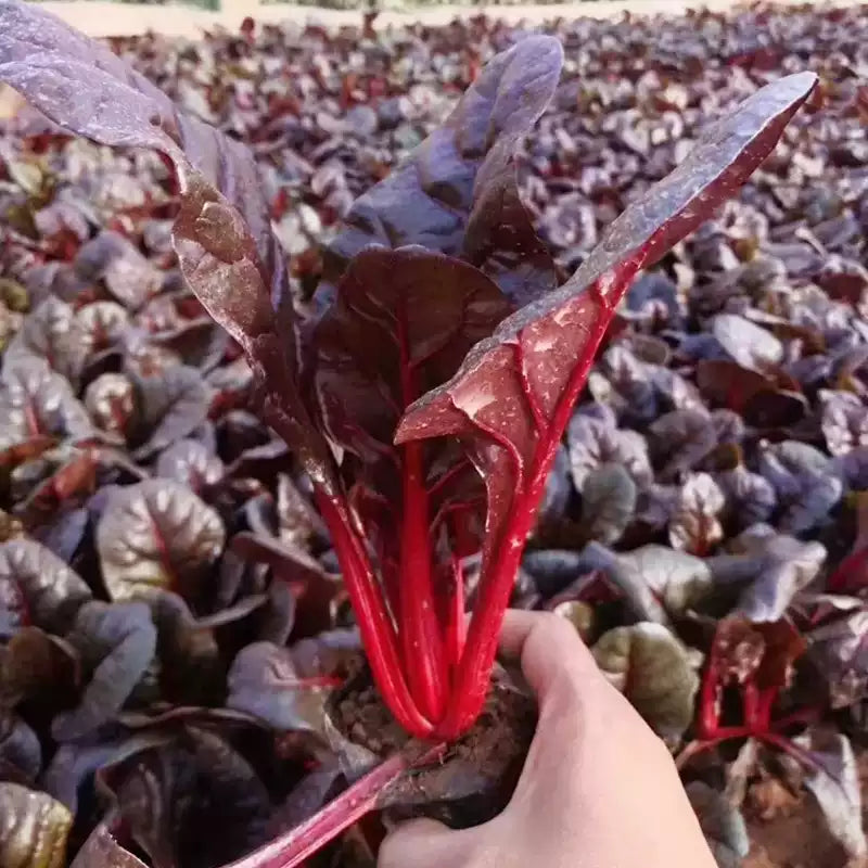 O1CN01QtjoQF1PxuaG7COku__2216695041908_jpg_q50_jpg Red Organic Spinach Seeds - Image 1