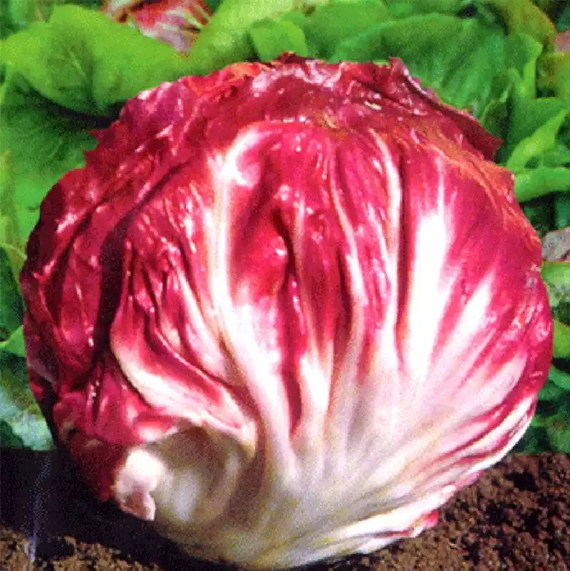 O1CN01RgaDDC2BWysNJThuF__3998918347_jpg_q50_jpg Rossa Di Verona Radicchio Endive Seeds - Image 1