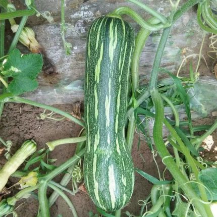 Bossa Nova Hybrid Squash Seeds