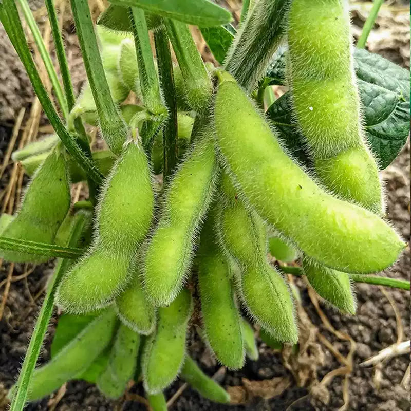 O1CN01TKoUhn1dXiRGuYZZ4__1071273746_jpg_q50_jpg Chiba Green Organic Edamame Soybean Seeds - Image 1