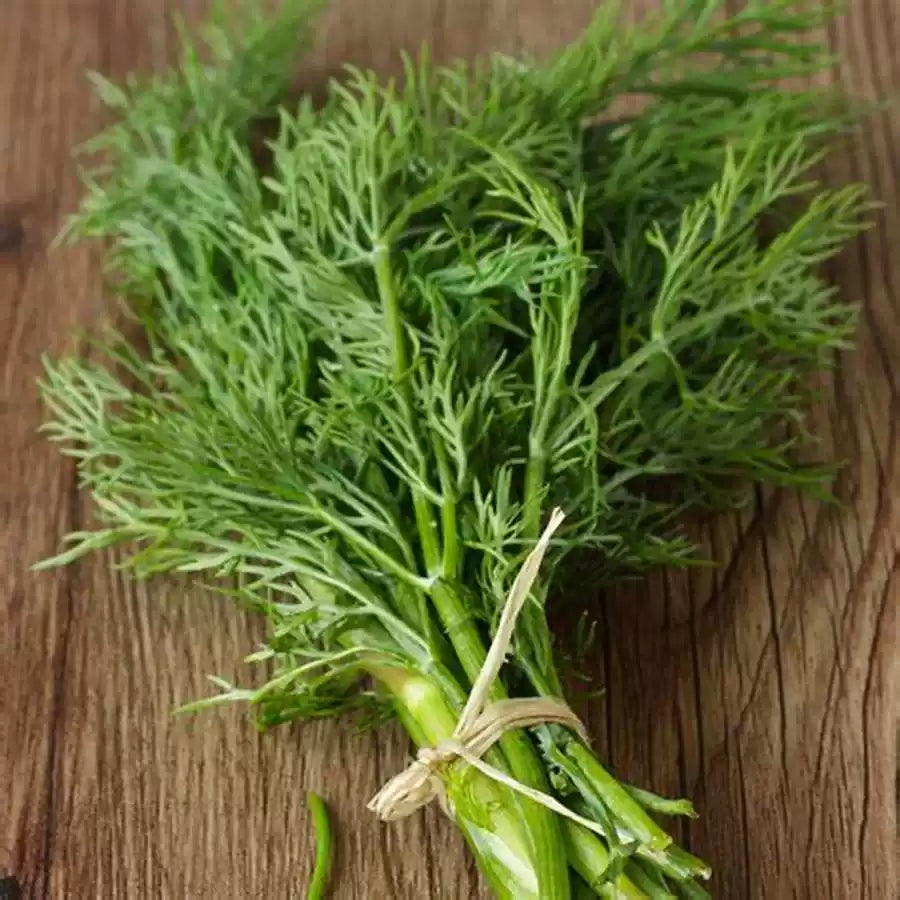 O1CN01Taea242JkjX20dv0v__2213216199460_jpg_q50_jpg Fernleaf Dill Seeds - Image 1
