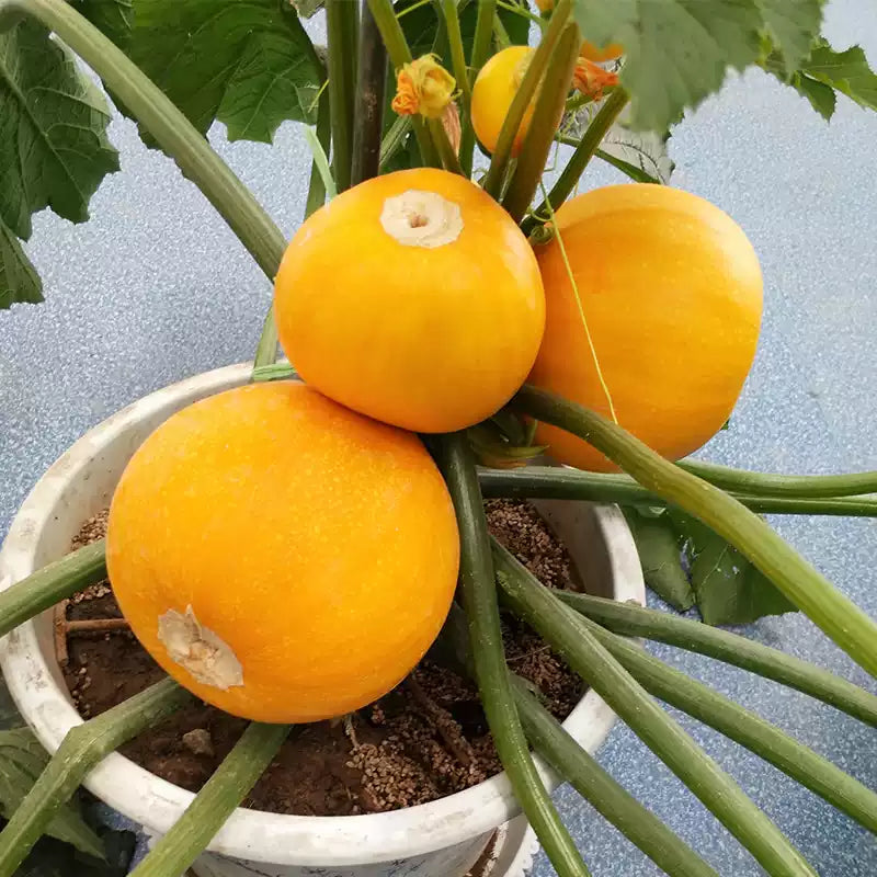 O1CN01UWhF4X1muuuCh0oTe__2208148485015_jpg_q50_jpg One Ball (F1) Squash Seed - Image 1