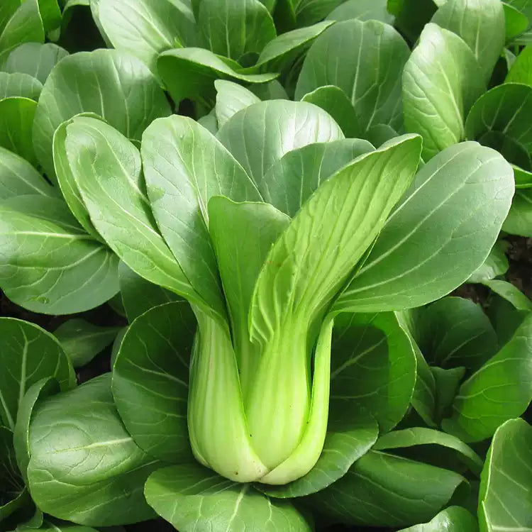O1CN01W68M0n2HdHjUF1jap__895859173_jpg_q50_jpg Li Ren Choy Hybrid Pak Choi Seeds - Image 1