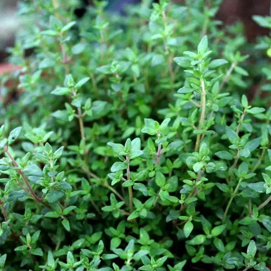 Zaatar Organic Sweet Marjoram Seeds - Image 2