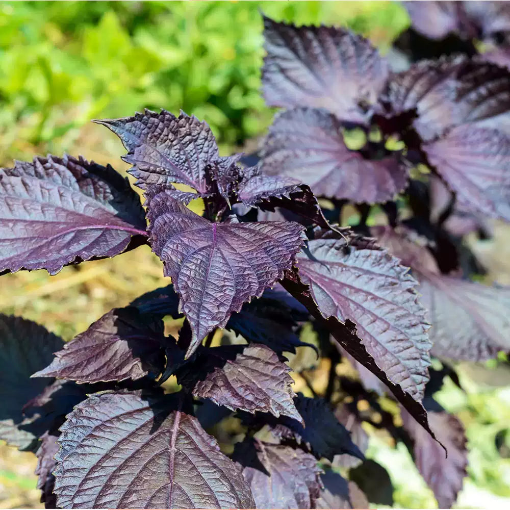 O1CN01aEBW0O2BzNU9uXtgb__2214057818409_jpg_q50_jpg Perilla (Shiso) Seeds - Image 1