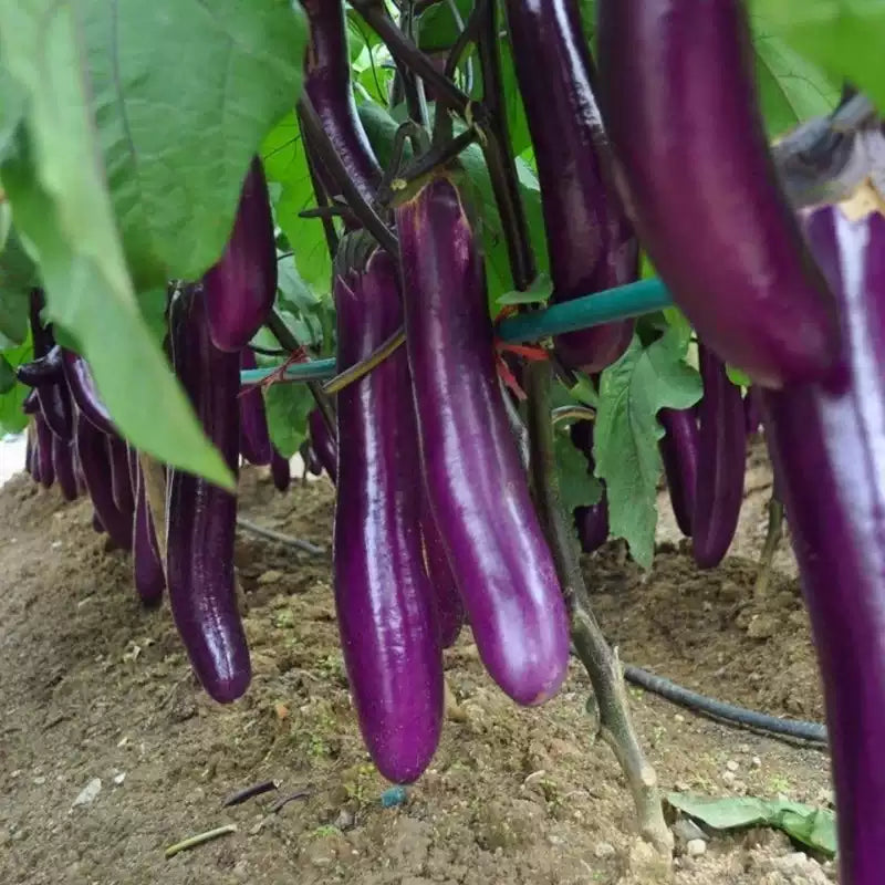 O1CN01addOji27Dy1LIMfTA__2000517764_jpg_q50_jpg Comet Purple Hybrid Eggplant Seeds - Image 1