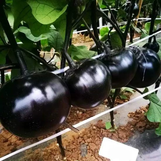 Black Beauty Organic Eggplant Seeds - Image 3