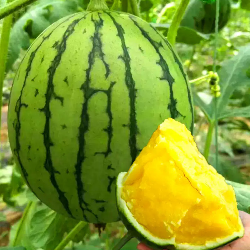 O1CN01byS8Eb1Euk6cyoHWy__0-item_pic_jpg_q50_jpg Orange Crisp Hybrid Seedless Orange Watermelon Seeds - Image 1