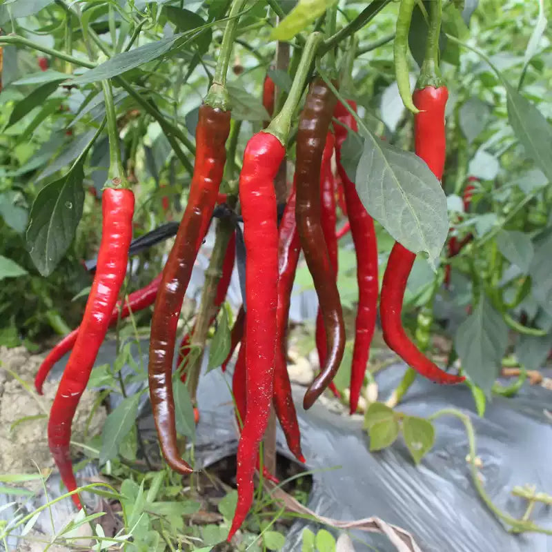 O1CN01c3Pr7z2MznRIyD7FC__3433789899_jpg_q50_jpg Wildcat Cayenne Pepper Seeds - Image 1