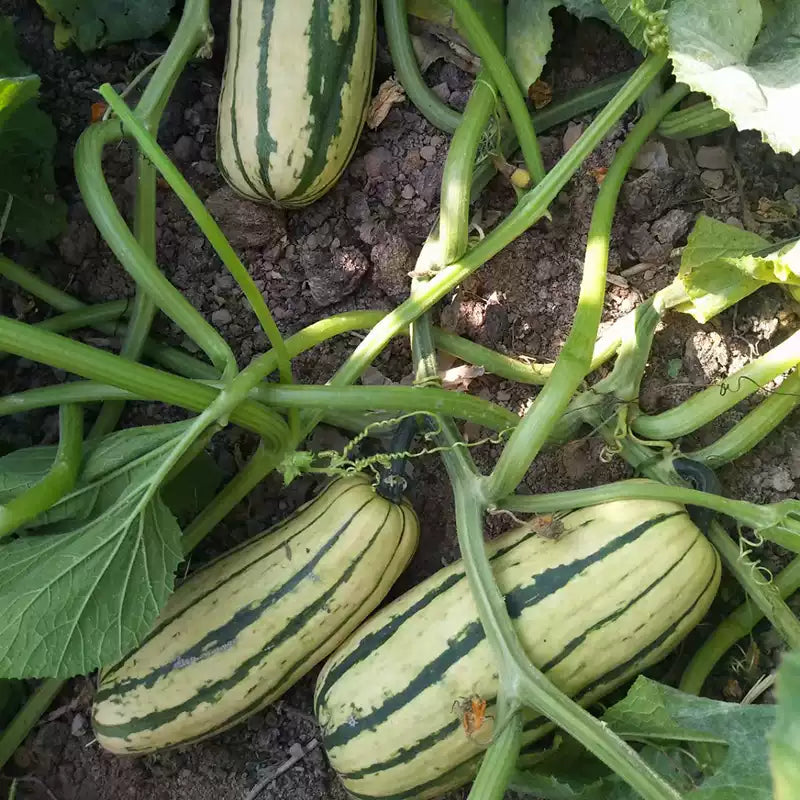 O1CN01c9IAiJ1v50o1xP8Zm__2208359756120_jpg_q50_jpg Delicata Organic Winter Squash Seeds - Image 1