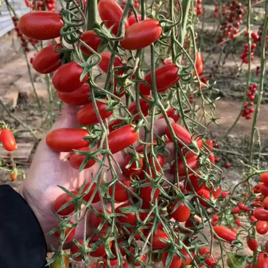 San Marzano Organic Tomato Seeds - Image 2