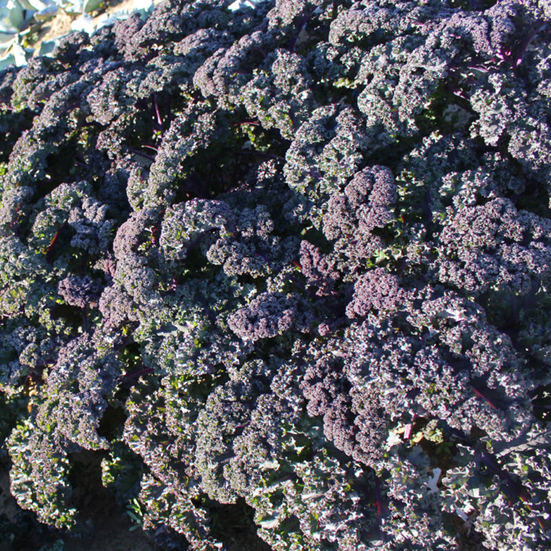 O1CN01cmSjMh1PyMsDENPqO__409171909 Redbor Hybrid Kale Seeds - Image 1